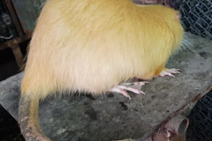 Нутрії, молодняк нутрії- фото № 7