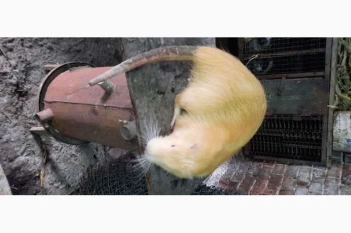 Нутрії, молодняк нутрії- фото № 8