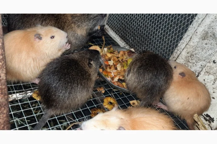 Нутрії, молодняк нутрії- фото № 9