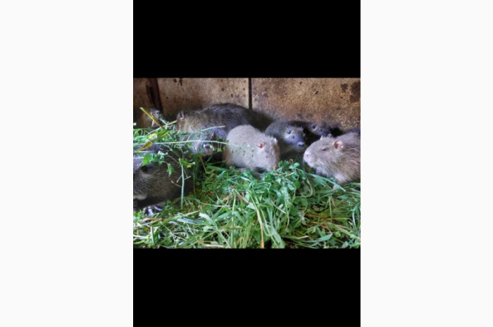 Продаються нутрії з власного господарства- фото № 1