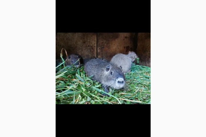 Продаються нутрії з власного господарства- фото № 2