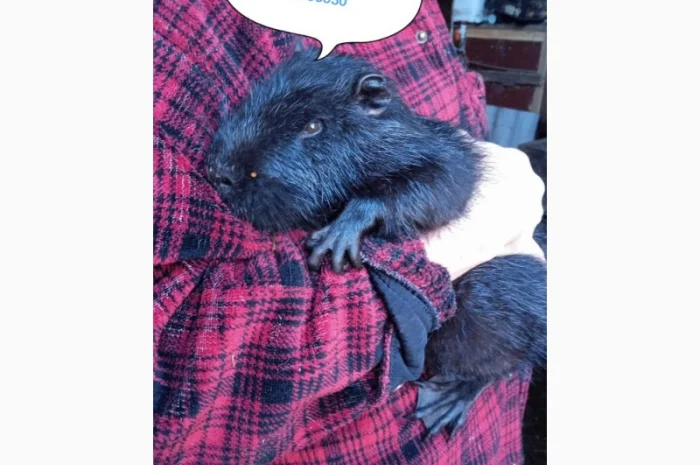 Продам нутрий- фото № 1