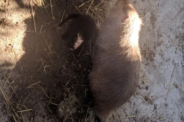 Нутрії, самки, молодняк- фото № 1