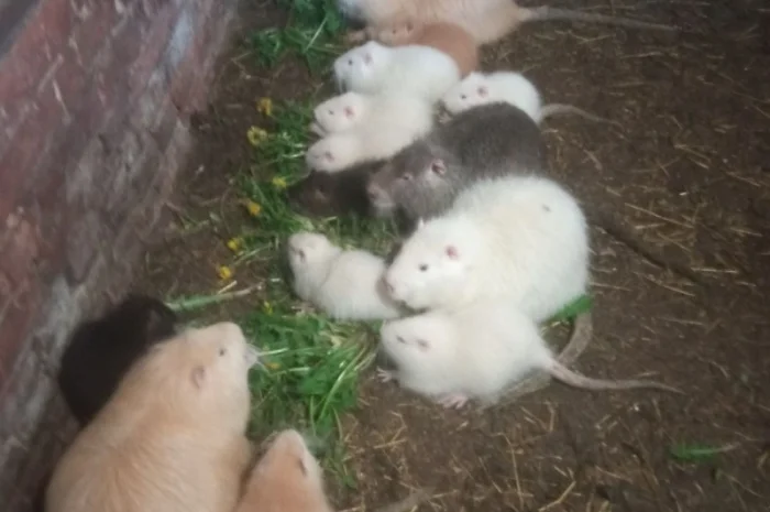 Продам нутрії- фото № 1