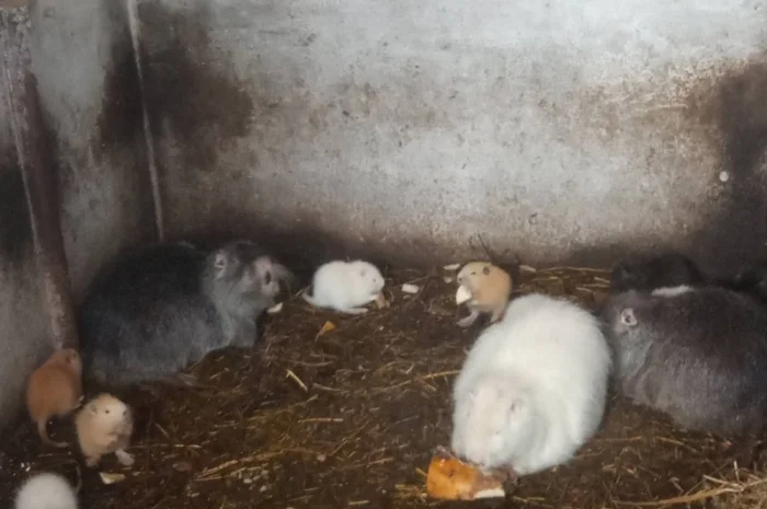 Продам нутрії- фото № 2