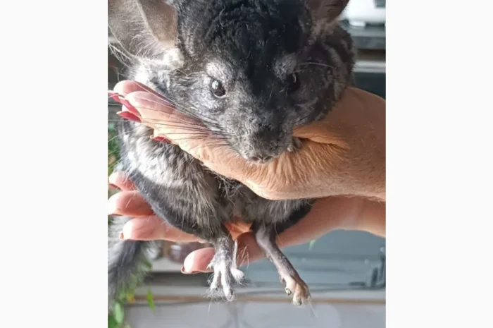 Продаю домашню шиншилу- фото № 1