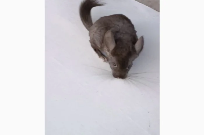 Продаю домашню шиншилу- фото № 3