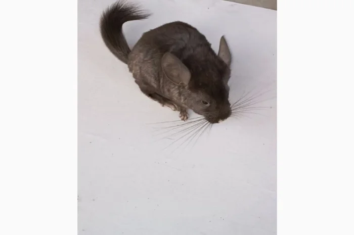Продаю домашню шиншилу- фото № 6