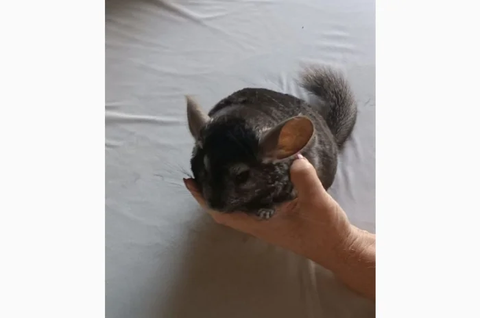 Продаю домашню шиншилу- фото № 7