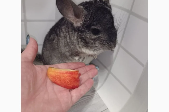 Шиншила від 3 місяців- фото № 1