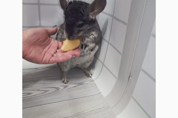 Шиншила від 3 місяців- фото № 2