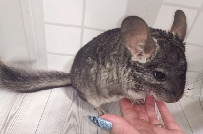 Шиншила від 3 місяців- фото № 3