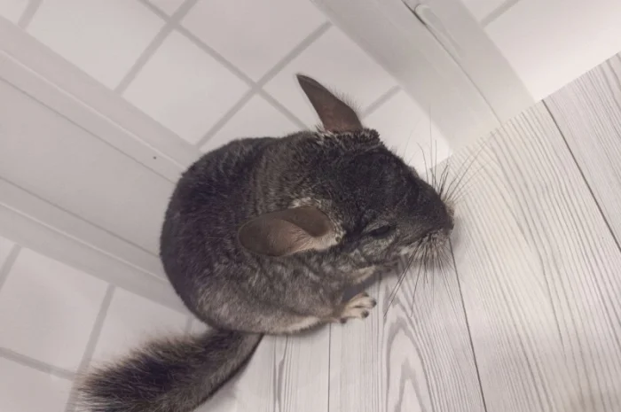 Шиншила від 3 місяців- фото № 4