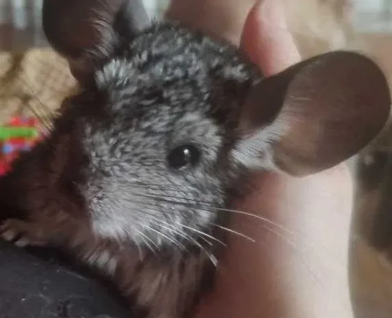 Шиншили з будинком на продажу- фото № 2