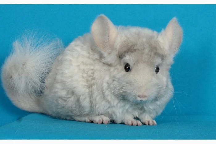 Хлопчик шиншила бежевий фіолетовий курчавий- фото № 1