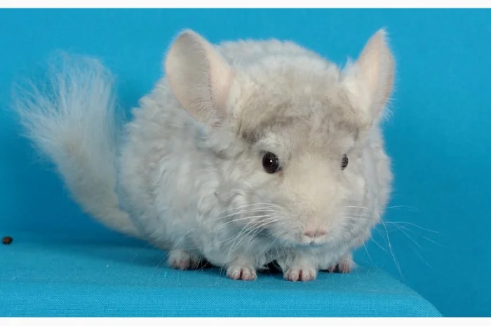 Хлопчик шиншила бежевий фіолетовий курчавий- фото № 2