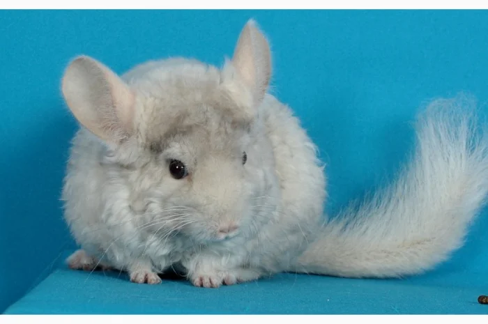 Хлопчик шиншила бежевий фіолетовий курчавий- фото № 3