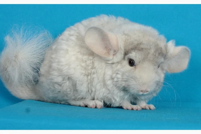 Хлопчик шиншила бежевий фіолетовий курчавий- фото № 4