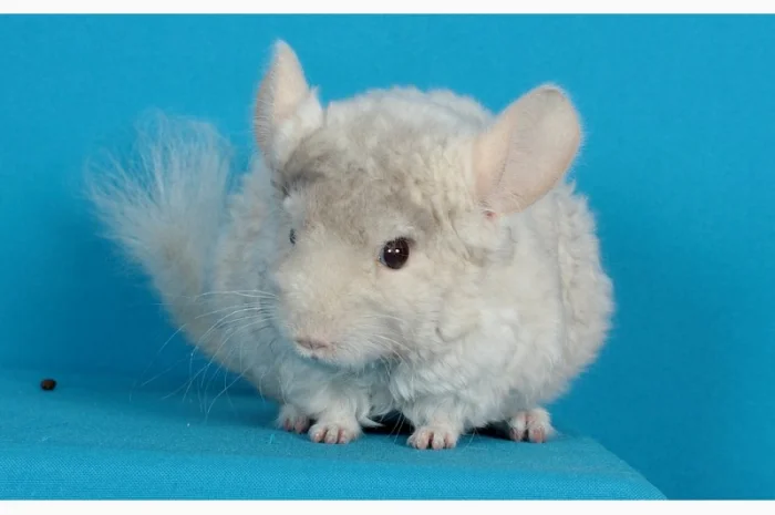 Хлопчик шиншила бежевий фіолетовий курчавий- фото № 5