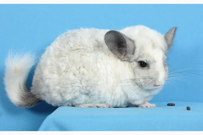 Шиншила білий ебоні рекс носій ангори та фіолету- фото № 1