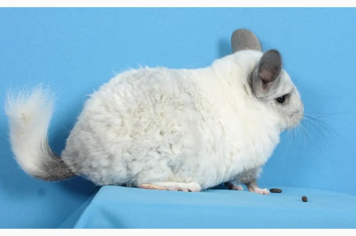 Шиншила білий ебоні рекс носій ангори та фіолету- фото № 3