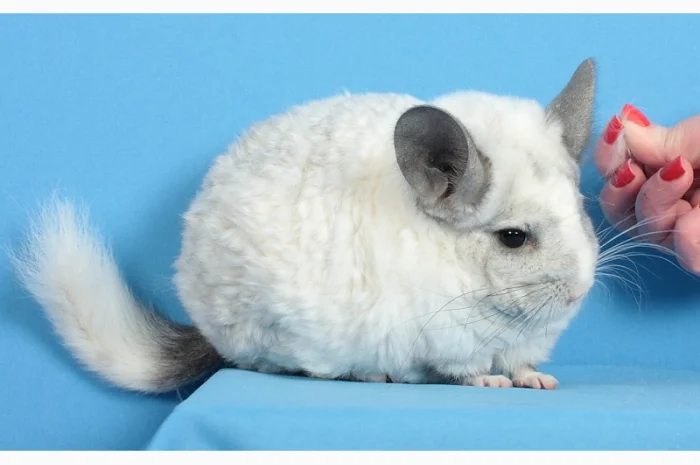 Шиншила білий ебоні рекс носій ангори та фіолету- фото № 4