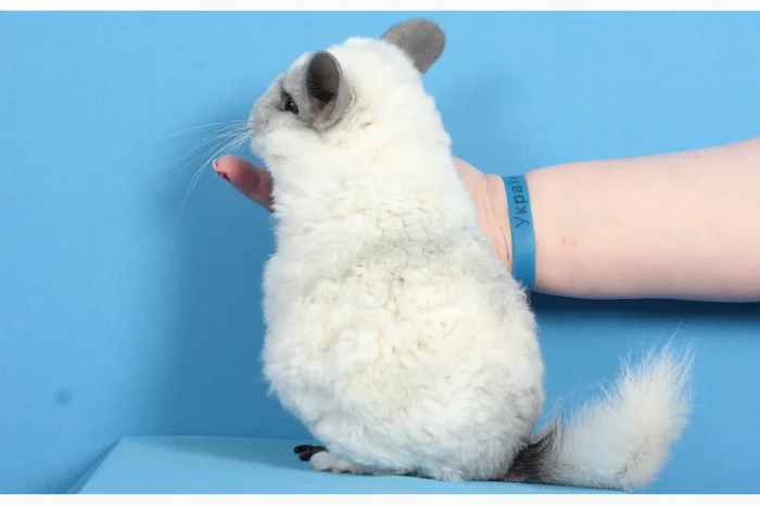 Шиншила білий ебоні рекс носій ангори та фіолету- фото № 5