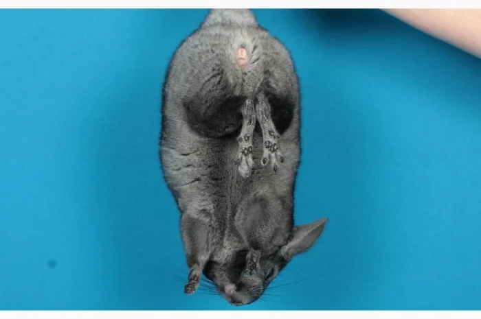 Шиншила дівчинка- фото № 1