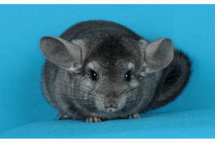 Шиншила дівчинка- фото № 2