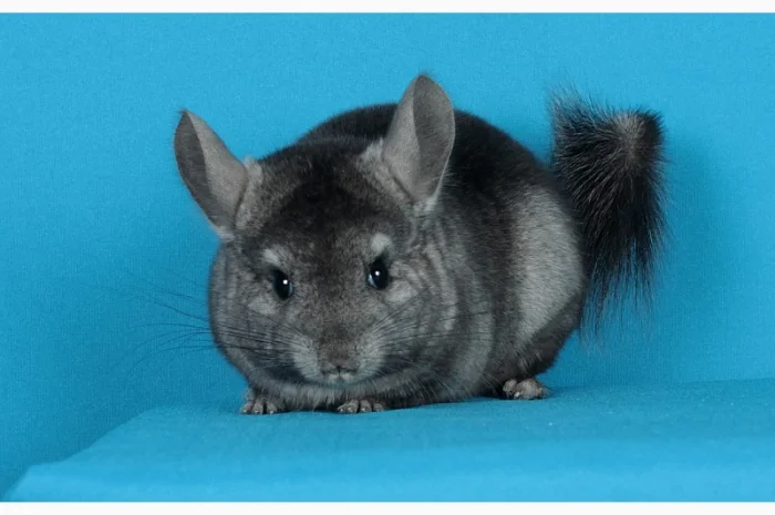 Шиншила дівчинка- фото № 3