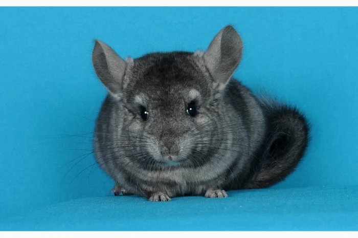 Шиншила дівчинка- фото № 4