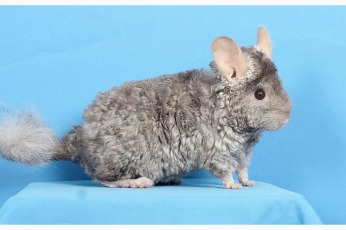 Шиншила хлопчик пастель Рекс (курчавий)- фото № 1