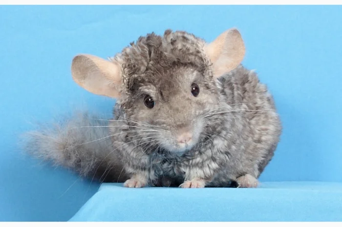 Шиншила хлопчик пастель Рекс (курчавий)- фото № 2