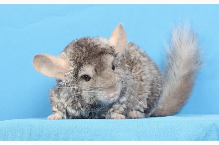 Шиншила хлопчик пастель Рекс (курчавий)- фото № 3