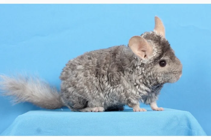 Шиншила хлопчик пастель Рекс (курчавий)- фото № 4