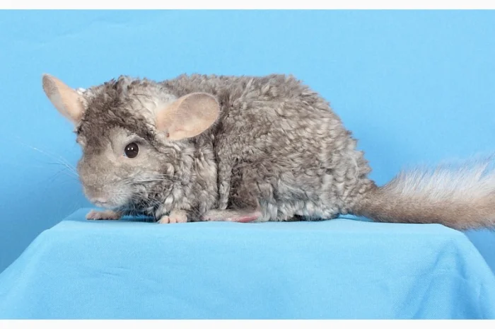 Шиншила хлопчик пастель Рекс (курчавий)- фото № 5