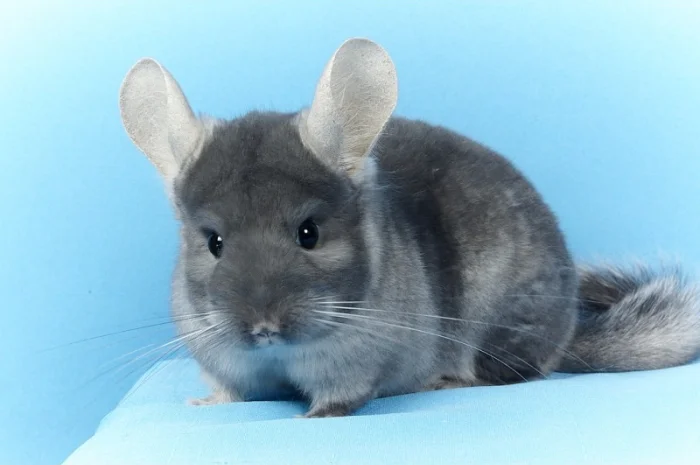 Шиншила дівчинка оксамитовий сапфір носій фіолету- фото № 1