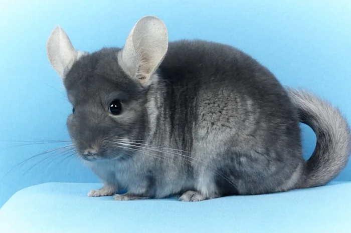 Шиншила дівчинка оксамитовий сапфір носій фіолету- фото № 2