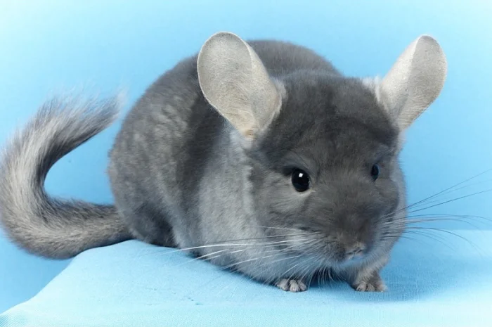 Шиншила дівчинка оксамитовий сапфір носій фіолету- фото № 3