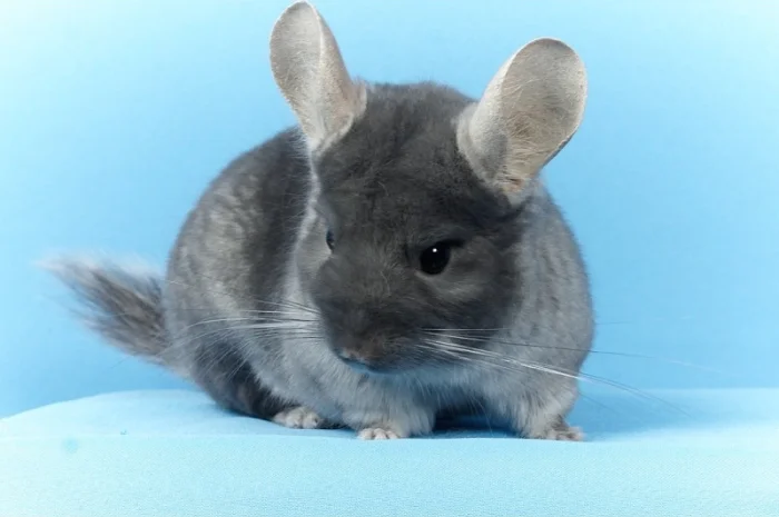 Шиншила дівчинка оксамитовий сапфір носій фіолету- фото № 4