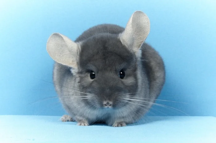 Шиншила дівчинка оксамитовий сапфір носій фіолету- фото № 5