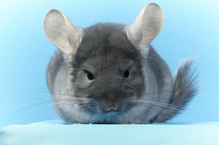 Шиншила дівчинка оксамитовий сапфір носій фіолету- фото № 6