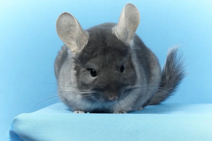 Шиншила дівчинка оксамитовий сапфір носій фіолету- фото № 7