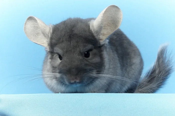 Шиншила дівчинка оксамитовий сапфір носій фіолету- фото № 8