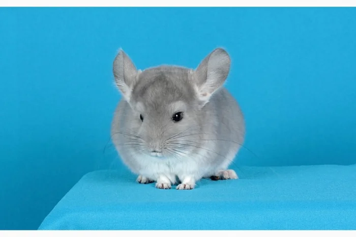 Шиншила хлопчик фіолет- фото № 2