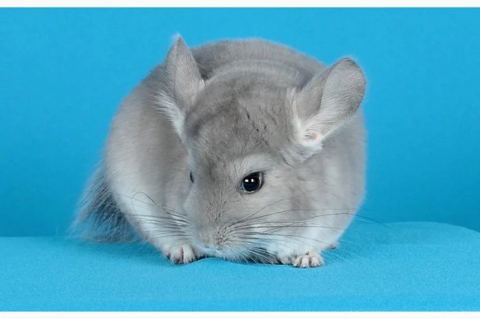 Шиншила хлопчик фіолет- фото № 3