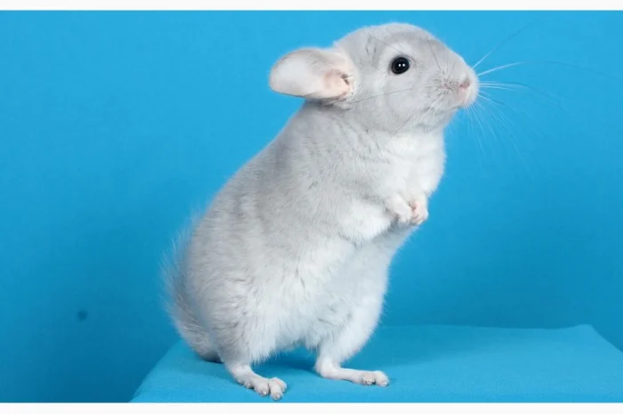 Шиншила блакитний діамант- фото № 1