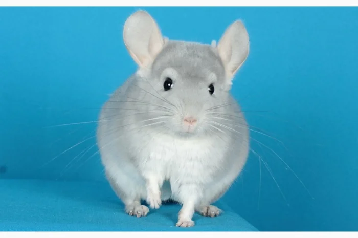 Шиншила блакитний діамант- фото № 2