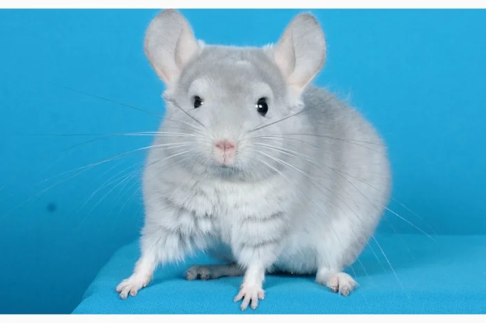 Шиншила блакитний діамант- фото № 3