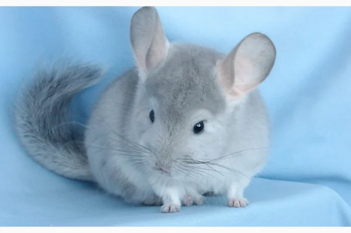 Шиншила блакитний діамант- фото № 4